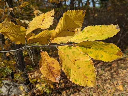 Ulmus thomasii, 2026-10-15