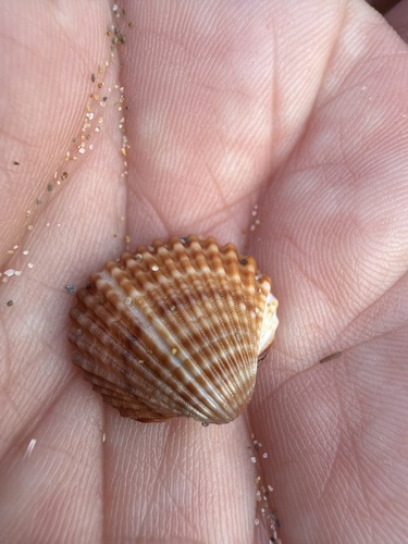 Acanthocardia tuberculata observed 2026-10-25