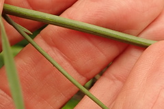Wahlenbergia grandiflora