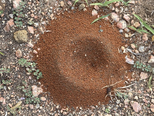 Yellow Pyramid Ant