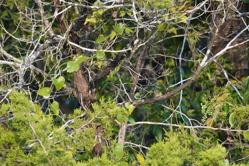 Blue-headed Vireo