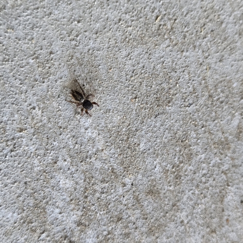 Ribbon Jumping Spider
