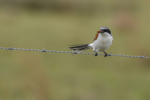 Loggerhead Shrike
