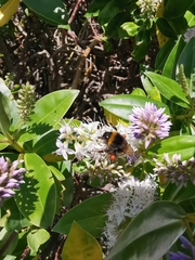 Bombus terrestris