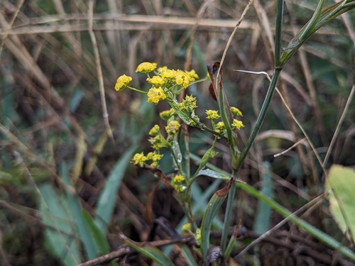 Bupleurum falcatum observed 2026-10-25
