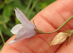 Wahlenbergia grandiflora