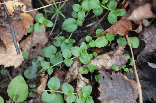 Veronica serpyllifolia observed 2026-10-25
