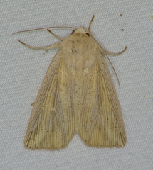 Mythimna oxygala