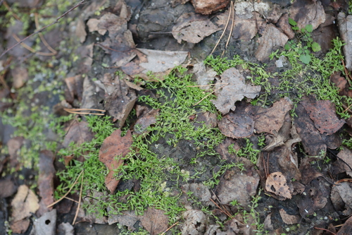 Callitriche observed 2026-10-25