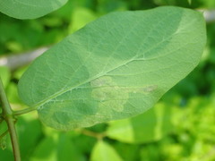 Aulagromyza cornigera