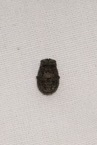 Hide Beetle