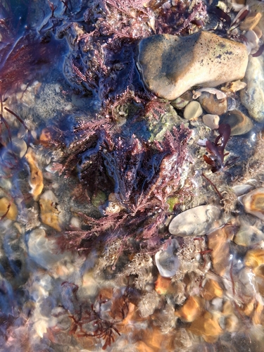 Corallina officinalis observed 2026-10-25