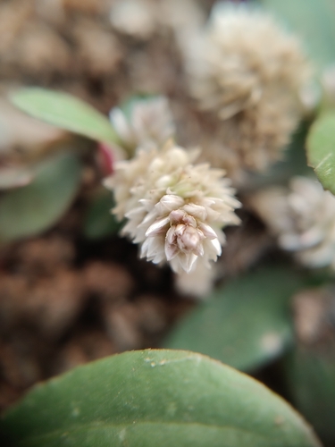 Alternanthera ficoidea observed 2026-10-25