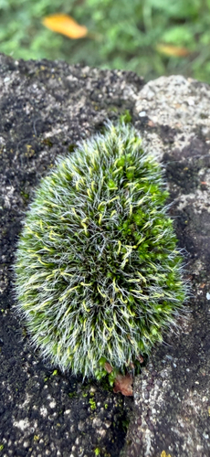 Grimmia observed 2026-10-25