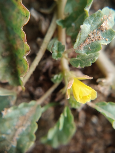 Corchorus observed 2026-10-25