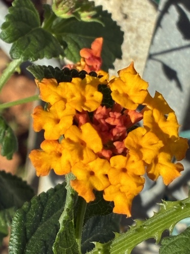 Lantana camara observed 2026-10-25