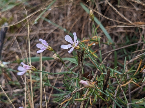 Petrorhagia saxifraga, 2026-10-25