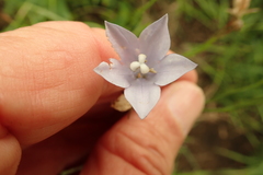 Wahlenbergia grandiflora