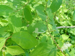 Aulagromyza cornigera