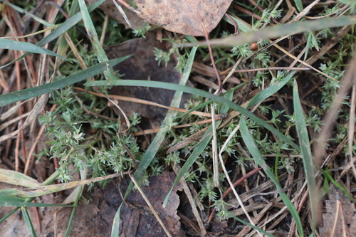 Scleranthus observed 2026-10-25