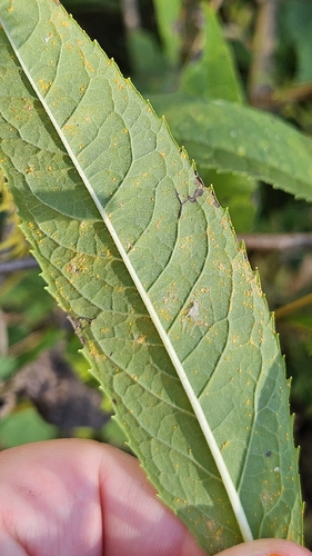 Coleosporium vernoniae, 2026-10-24