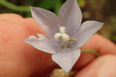 Wahlenbergia grandiflora