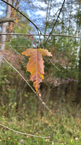 Acer tataricum observed 2026-10-25