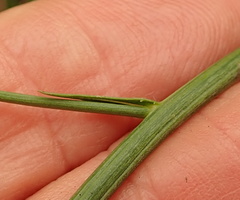 Wahlenbergia grandiflora
