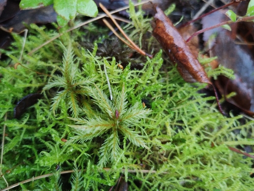 Climacium dendroides observed 2026-10-25