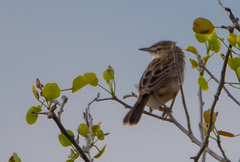 Cisticola cherina