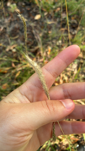 silver bluestem