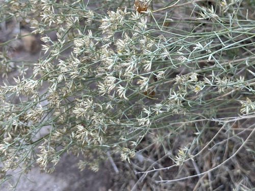 sticky snakeweed