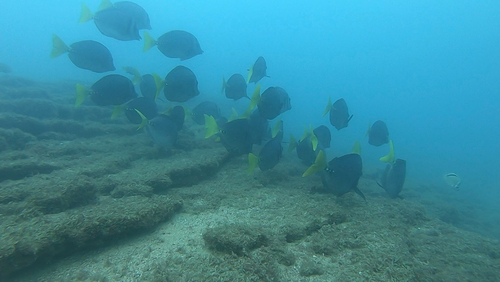 Prionurus observed 2026-10-25