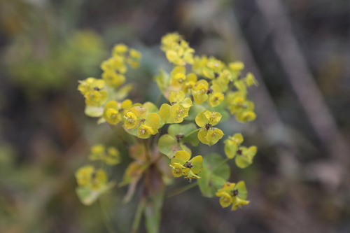 Euphorbia esula observed 2026-10-25