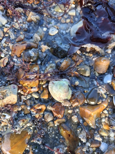 Cardium observed 2026-10-25