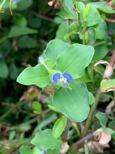 Commelina benghalensis observed 2026-10-25