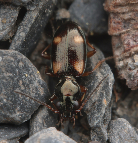 Garden Bembidion Beetle