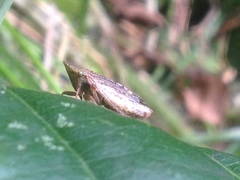 Aphrodinae