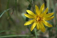 Tragopogon ucrainicus