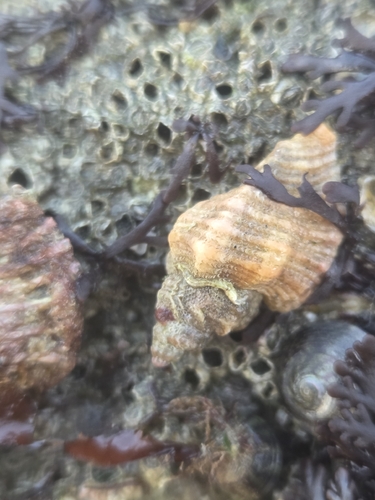 Ocenebra erinacea, 2026-10-25