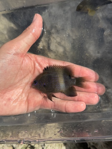 Stegastes albifasciatus observed 2026-10-25