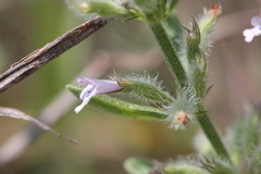 Hedeoma reverchonii