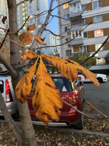 Aesculus hippocastanum observed 2026-10-25