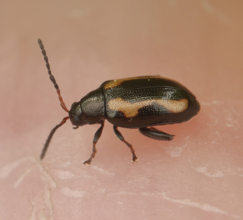 Striped Flea Beetle