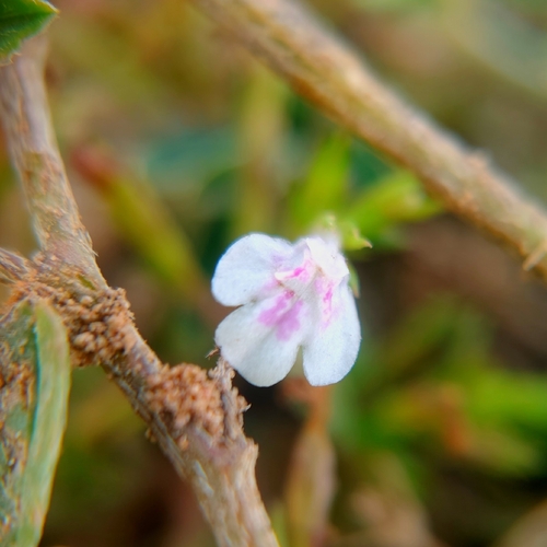 Bonnaya ciliata observed 2026-10-25