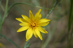 Tragopogon ucrainicus