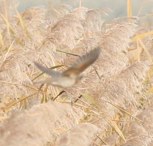 Turdus ruficollis observed 2026-10-24