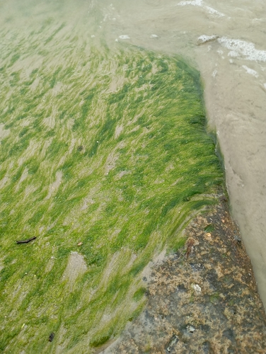 Ulva flexuosa observed 2026-10-25