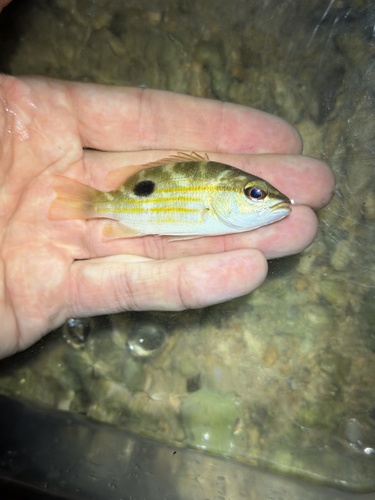 Lutjanus fulviflamma observed 2026-10-25