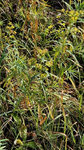 Euphorbia esula observed 2026-10-24